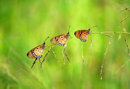 Three butterflies on grass.