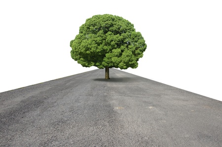 Big tree on the road.の写真素材