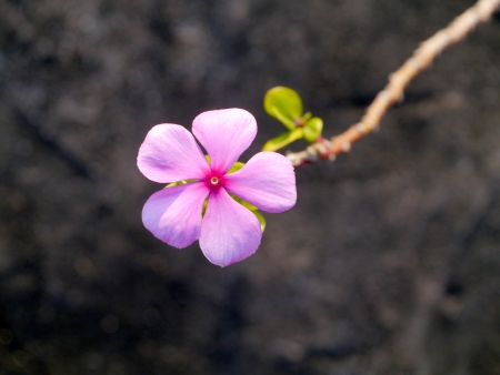 Madagascar periwinkle flower on old cement wall background.の写真素材