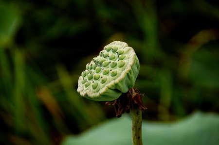 White water lily, lotus.の写真素材