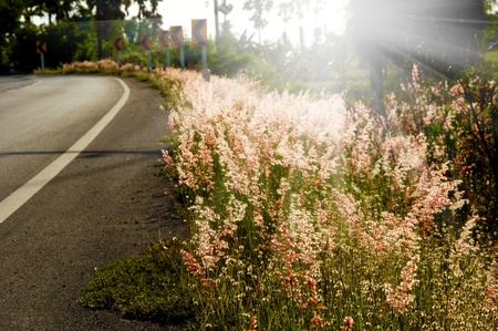 flower grass with sunset.の写真素材