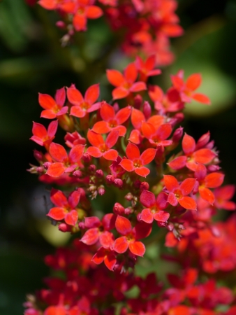 Red Christmas Kalanchoe Flowerの写真素材