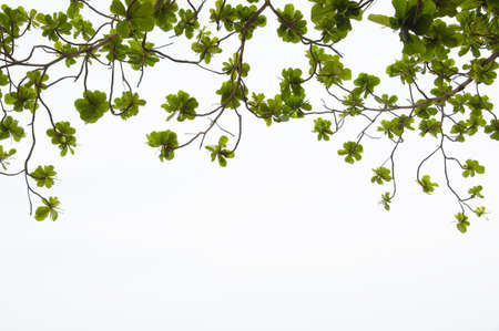 Green Leaf spring