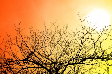 Silhouettes of branches in summer.の写真素材
