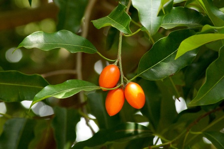 Spanish cherry on the tree