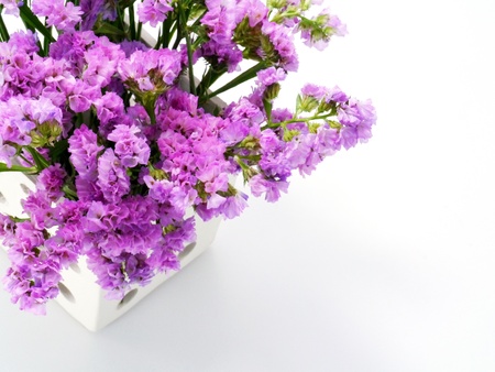 Perez' s sea lavender, seafoam statice. (Scientific name: Limonium perezii (Stapf) F.T. Hubb.)の写真素材
