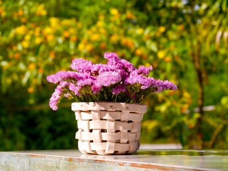 Perez' s sea lavender, seafoam statice. (Scientific name: Limonium perezii (Stapf) F.T. Hubb.)の写真素材