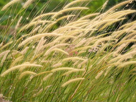 Flower grass impact sunlight.