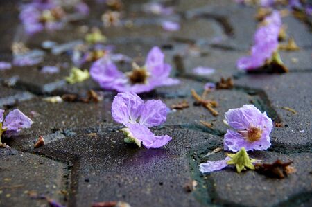 Purple flowers of Bungor. (Scientific name Lagerstroemia floribunda Jack.)