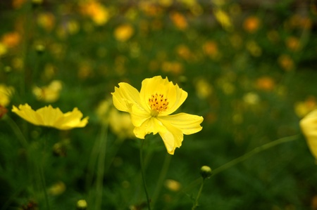 Cosmos flowerの写真素材