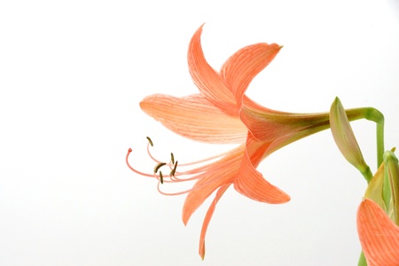 Orange Amaryllis flower blooms in springtime on white background.の写真素材