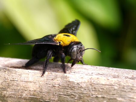 Close-up of bumblebee on bamboo branches.の写真素材