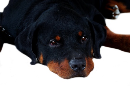 Portrait of Rottweilerの写真素材