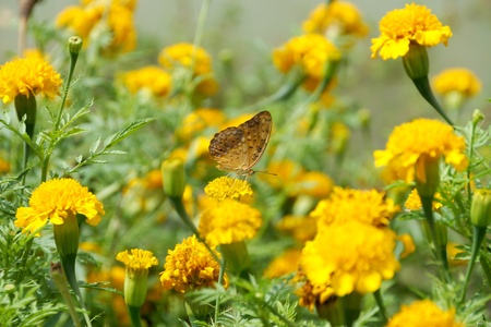 Butterfly on orange marigold or tagetes flowers, used for good luck on indian festivalsの写真素材