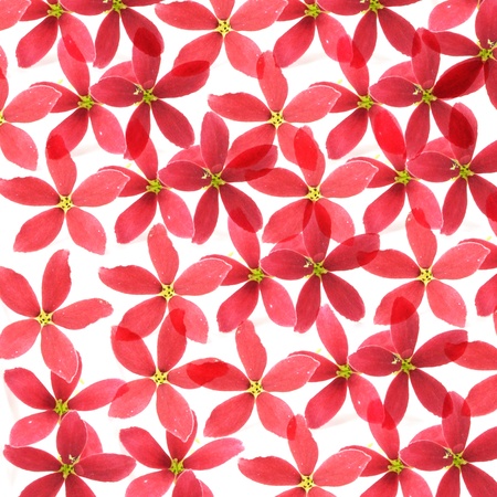 Red flower of Rangoon creeper on white background.の写真素材