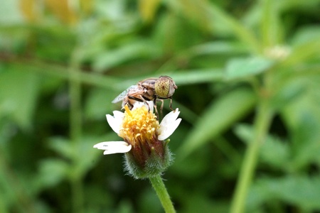 Fly on white flower.