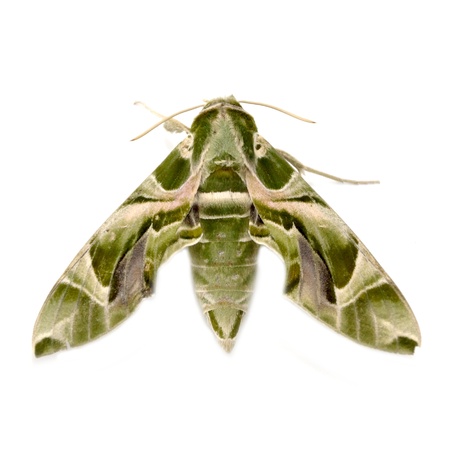 Oleander Hawk moth (Daphnis nerii) isolated on whiteの写真素材
