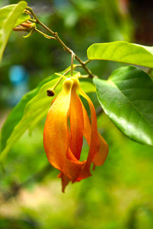 Red flower in forest, Scientific name Desmos chinensis Lour.の写真素材