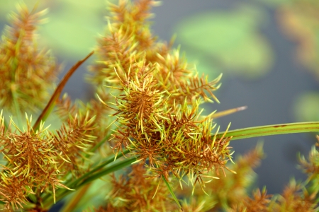 The flower of Cyperus odoratus L. (papyrus)の写真素材