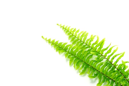 Boston Fern. Scientific name: Nephrolepis exaltata(L)Schott.の写真素材