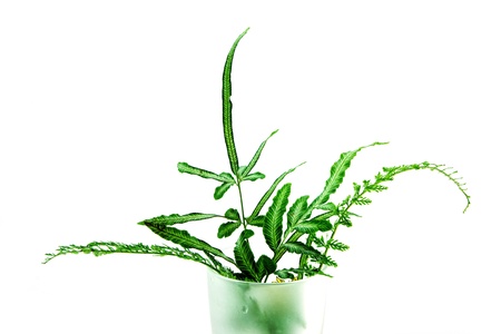 Boston Fern. Scientific name: Nephrolepis exaltata(L)Schott.の写真素材