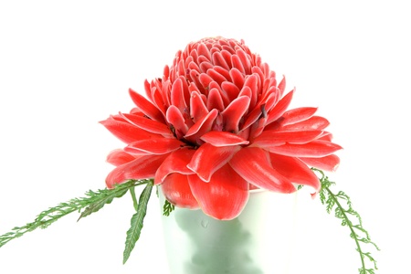 Tropical Red flower of etlingera elatiorの写真素材