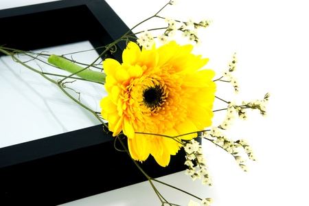 african daisy (gerbera) isolated on whiteの写真素材