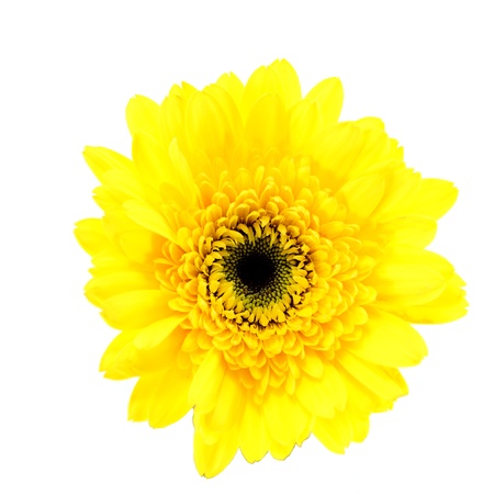african daisy (gerbera) isolated on whiteの写真素材