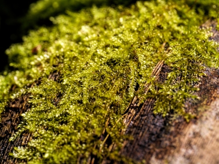 Bright green moss macro shot.の写真素材