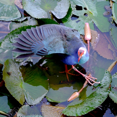 Bronze-winged Jacana bird in lotus lake, South of Thailand. (Metopedius indicus.)の写真素材