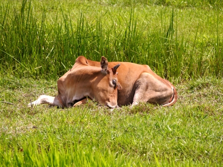 Sleeping cows in the meadow.の写真素材