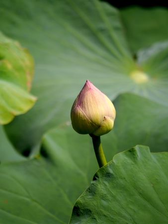Roseum Plenum Lotus.の写真素材