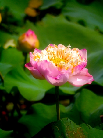 Roseum Plenum Lotus.の写真素材
