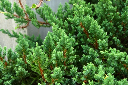 Juniper Shrub in the garden.