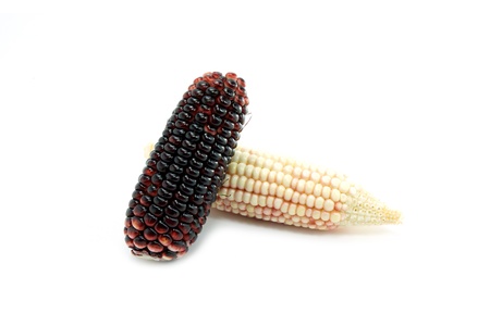 Waxy Corn on a white backgroundの写真素材