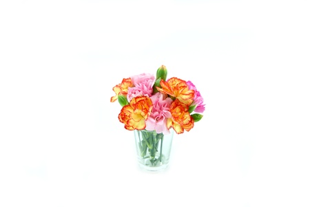 Smaller carnations on a white background  for mother's day.の写真素材
