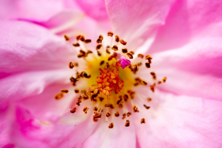 Close-ups of pink roses and stamens.の写真素材