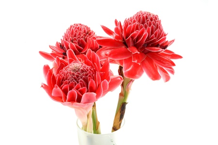 Tropical Red flower of etlingera elatior on white background.の写真素材