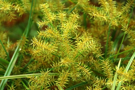 The flower 