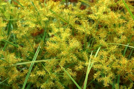 The flower of Cyperus odoratus L. (papyrus)