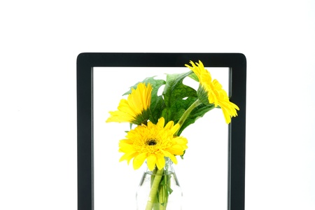 African daisy (gerbera) isolated on white background.の写真素材