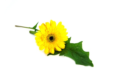 African daisy (gerbera) isolated on white background.の写真素材