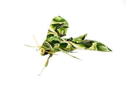 Oleander Hawk moth isolated on whiteの写真素材