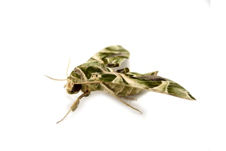 Oleander Hawk moth isolated on whiteの写真素材