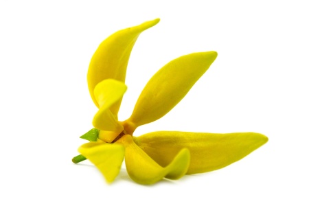 Yellow flower of Bhandari on white background.の写真素材