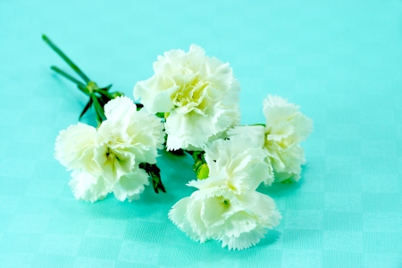 White carnation on paper.の写真素材