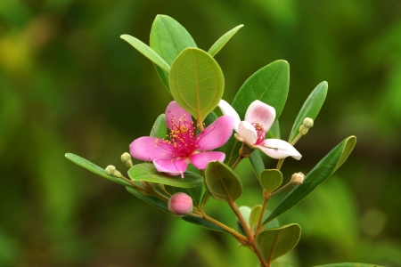 Pink flowers in the wild.の写真素材