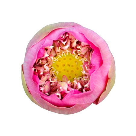 Beautiful lotus flower.の写真素材