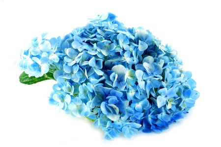 Blue Hydrangea flower isolated on white.の写真素材