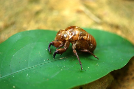 Cicada molting.